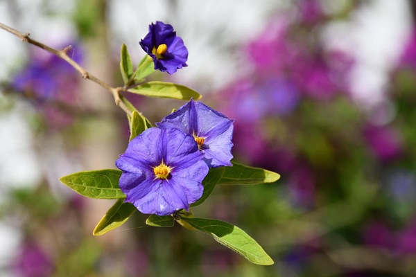 Purple flower Print