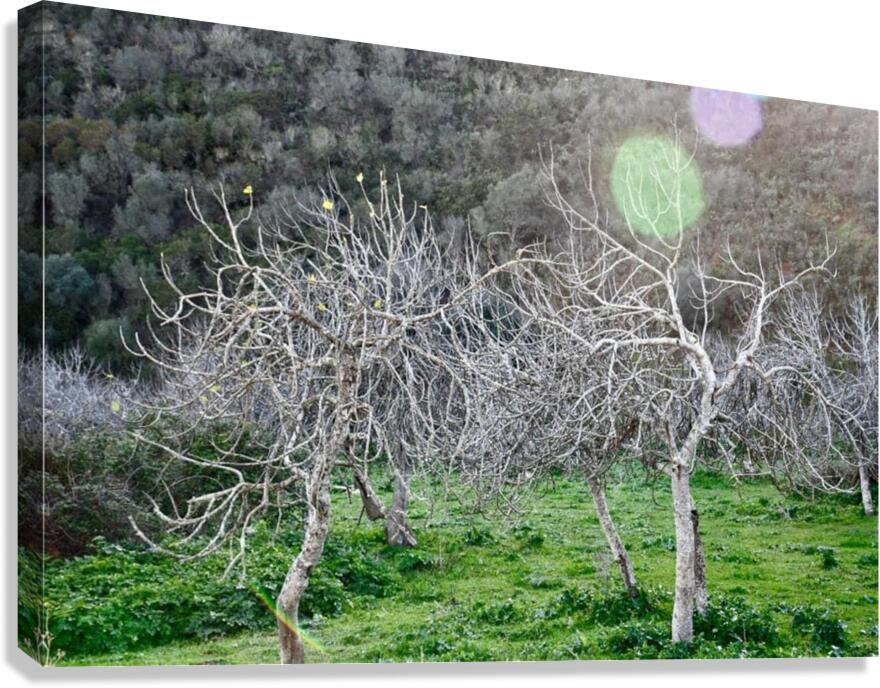 Fig trees Canvas Print