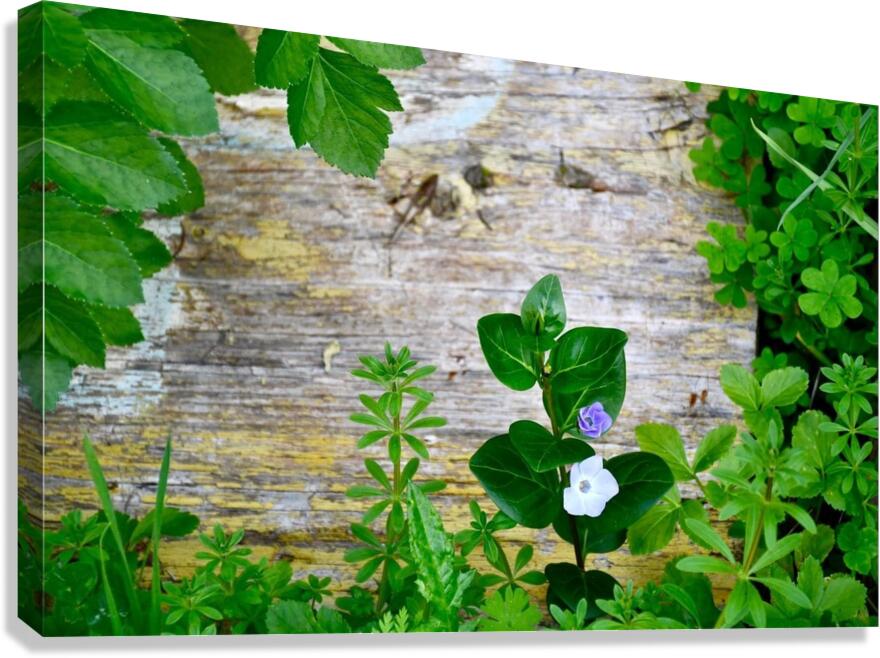 Floral board Canvas Print