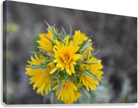 Yellow Thisle  Canvas Print