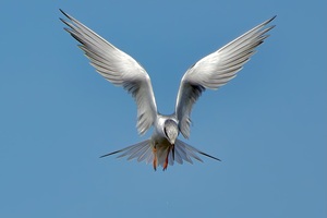 Tern on the hunt