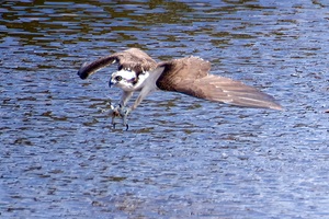Osprey coming in hot