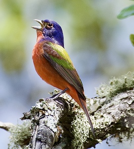 Male Painted Bunting