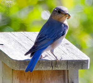 Bluebird on bird house