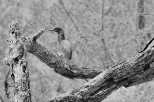 DSC 2751