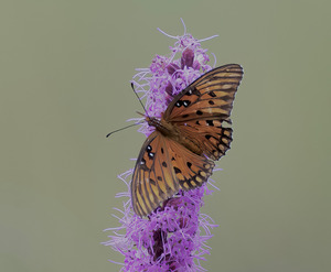 DSC 4392 SharpenAI Focus