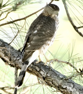 DSC 4951 topaz denoise enhance 3.1x sharpen