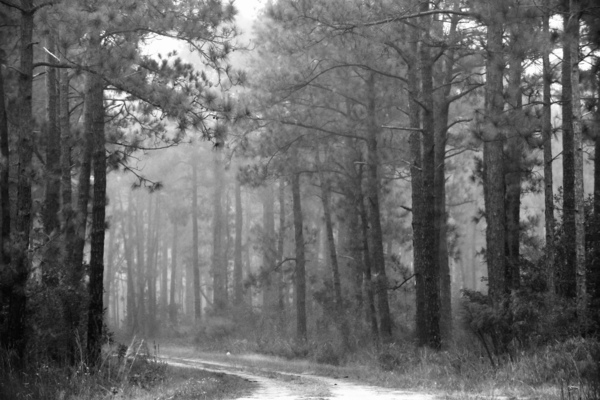 DSC 0002 Print