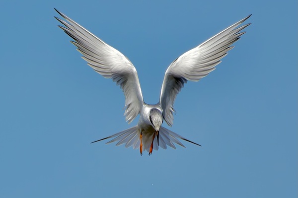 Tern on the hunt Print