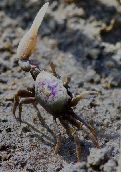 Fiddler Crab Print