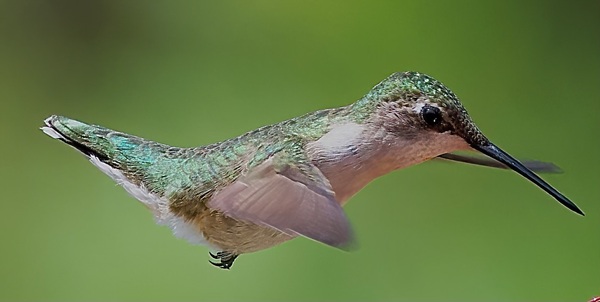 Hummingbird Print