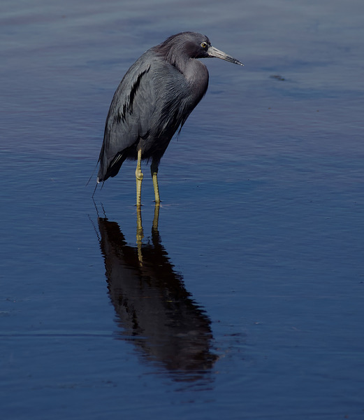 DSC 5316 topaz denoise sharpen Print