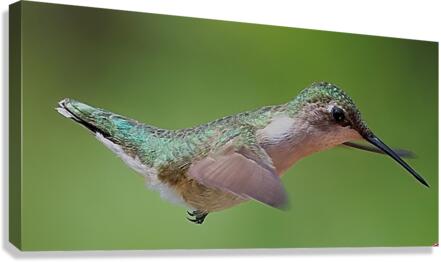 Hummingbird Canvas Print