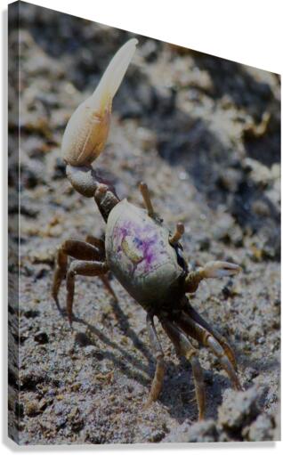 Fiddler Crab Canvas Print