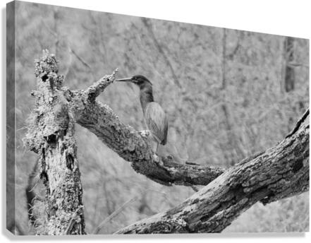 DSC 2751 Canvas Print
