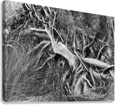 500 0019 Canvas Print