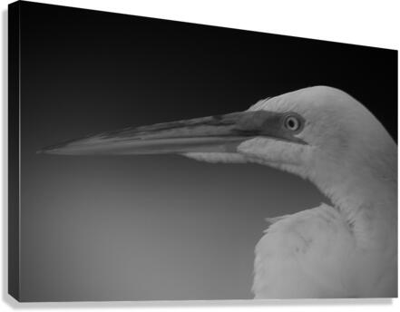500 0273 Canvas Print