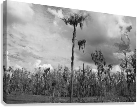 500 0043 Canvas Print