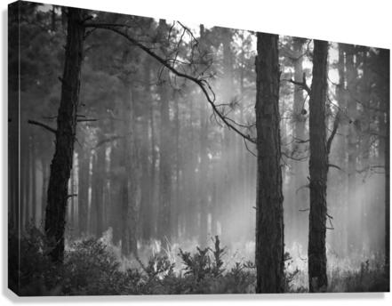500 1787 Canvas Print