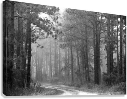 DSC 0002 Canvas Print