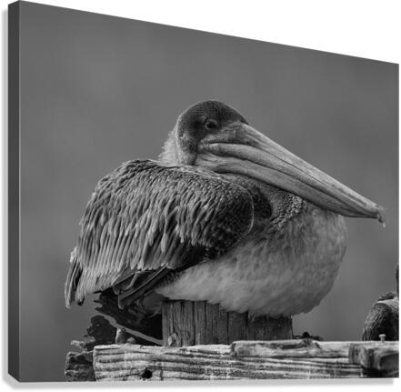 500 0033 Canvas Print