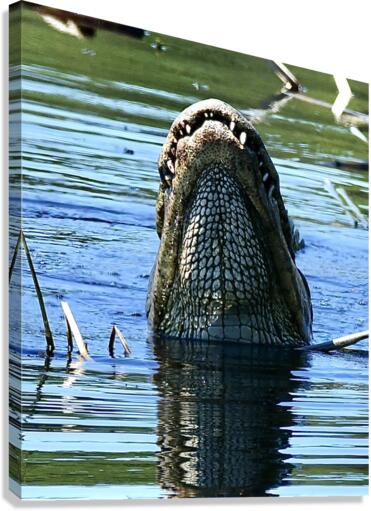 DSC 2826 Canvas Print