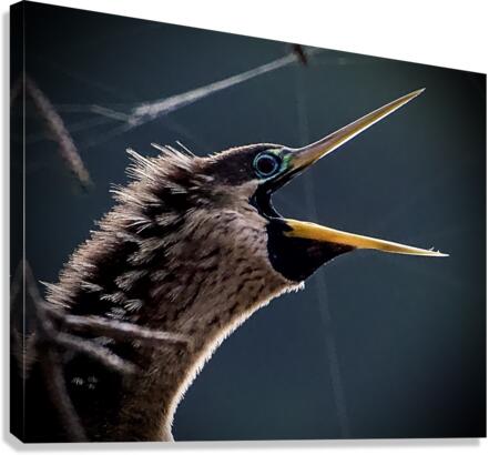 500 0045 Canvas Print