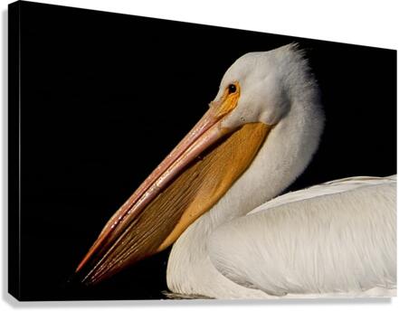 500 0015 Canvas Print