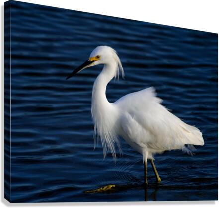 500 0086 Canvas Print