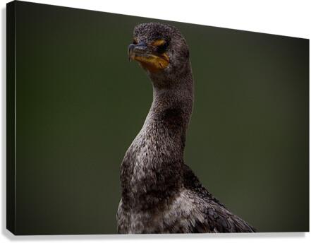 500 0288 Canvas Print