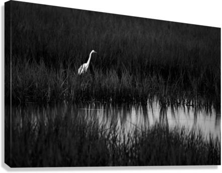 500 0256 Canvas Print