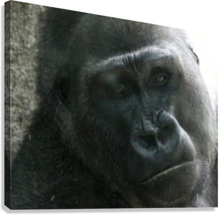 Gorilla001 Focus Canvas Print