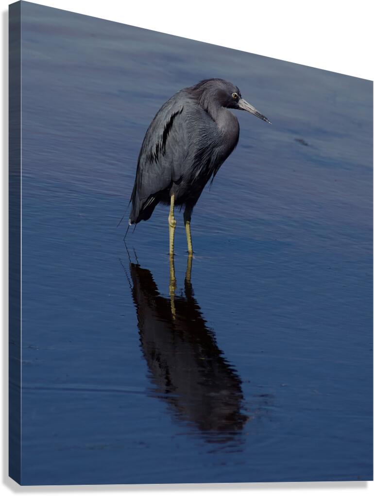 DSC 5316 topaz denoise sharpen Canvas Print