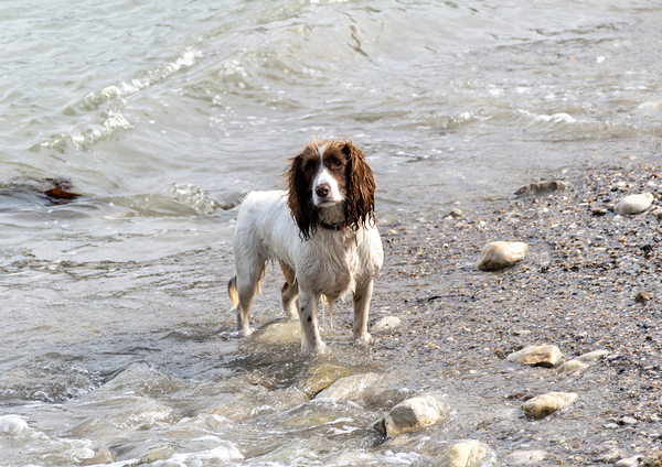 Welsh Springer Spaniel. Print