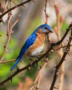 Eastern Blue Bird   Tight Crop