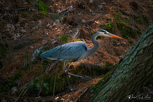 Great Blue Heron