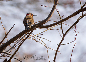 Northern Flicker 05