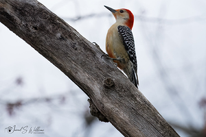 Red Bellied Woodpecker 03