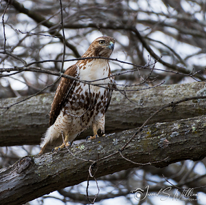Red Tail Hawk