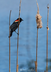 Red Winged Blackbird 02