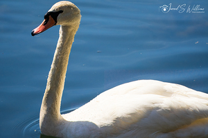 Swan Close Up