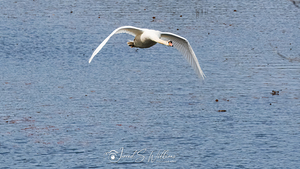 Swan in Flight