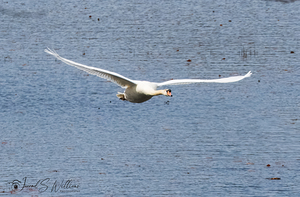 Swan in Flight 02