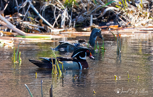 Wood Ducks