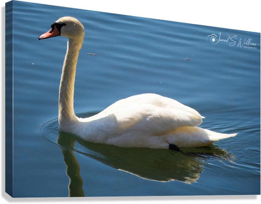 Swan 03 Canvas Print