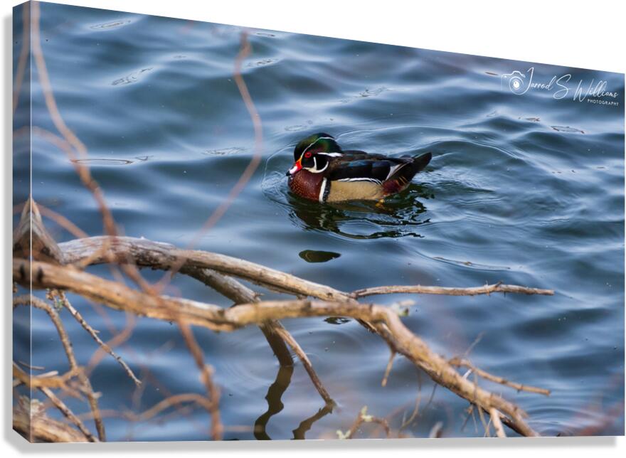 Wood Duck Canvas Print