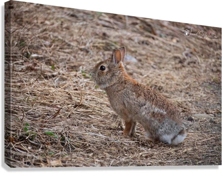 Rabbit Canvas Print