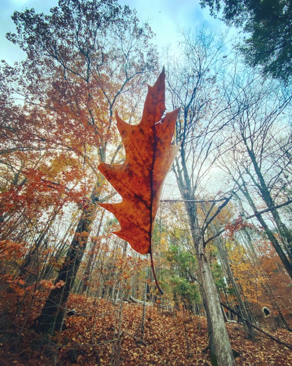 Falling Up by muddy lotus