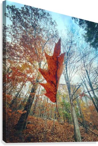 Falling Up Canvas Print