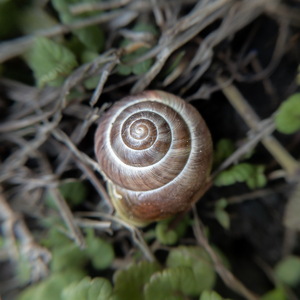 Spirale d’or